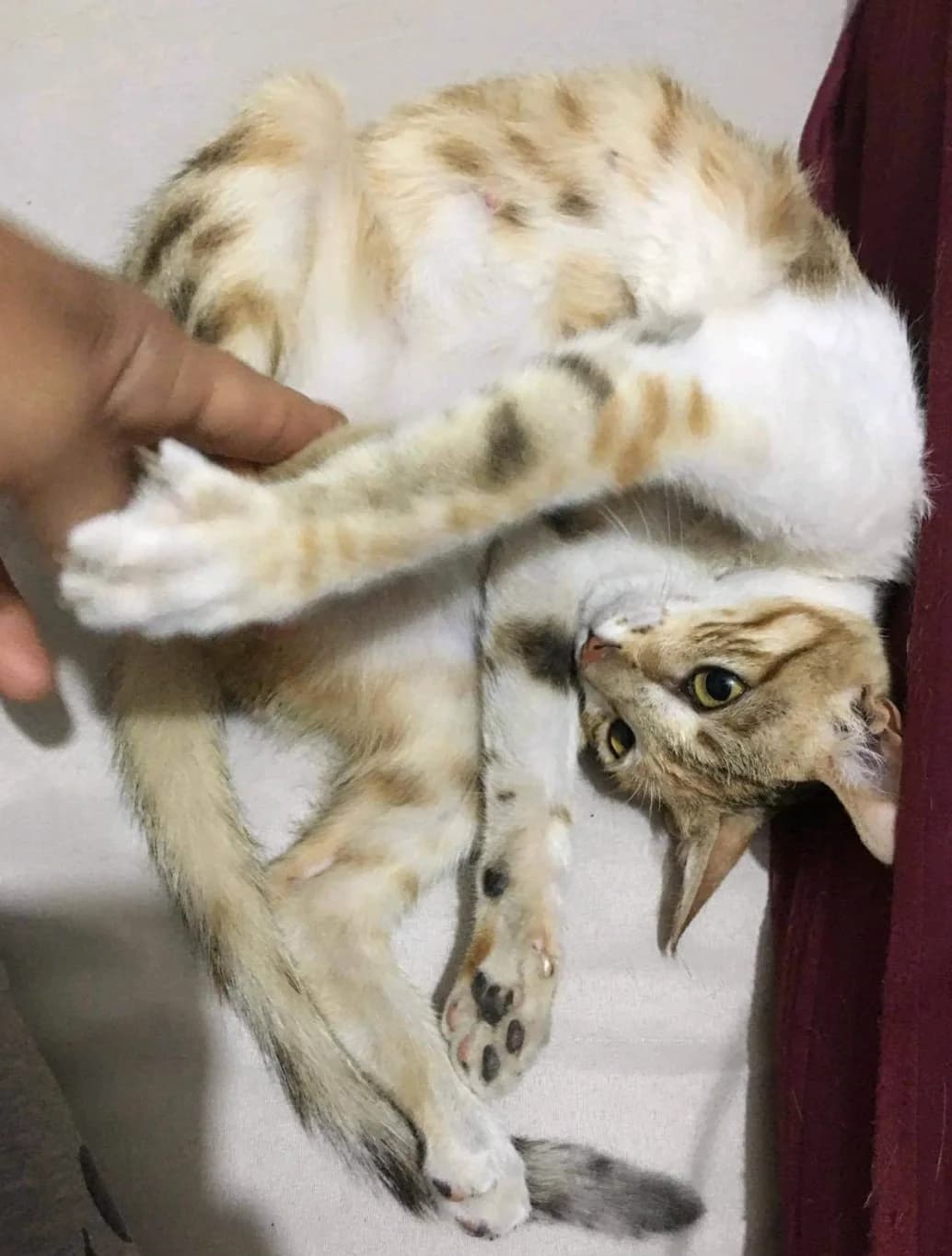 Ibrahim ( Ibra ) Gamal petting a light tabby cat showing affection for animals