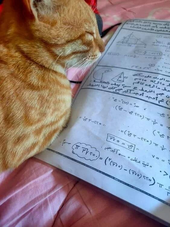 Orange tabby cat sleeping peacefully on open book with Arabic mathematical equations