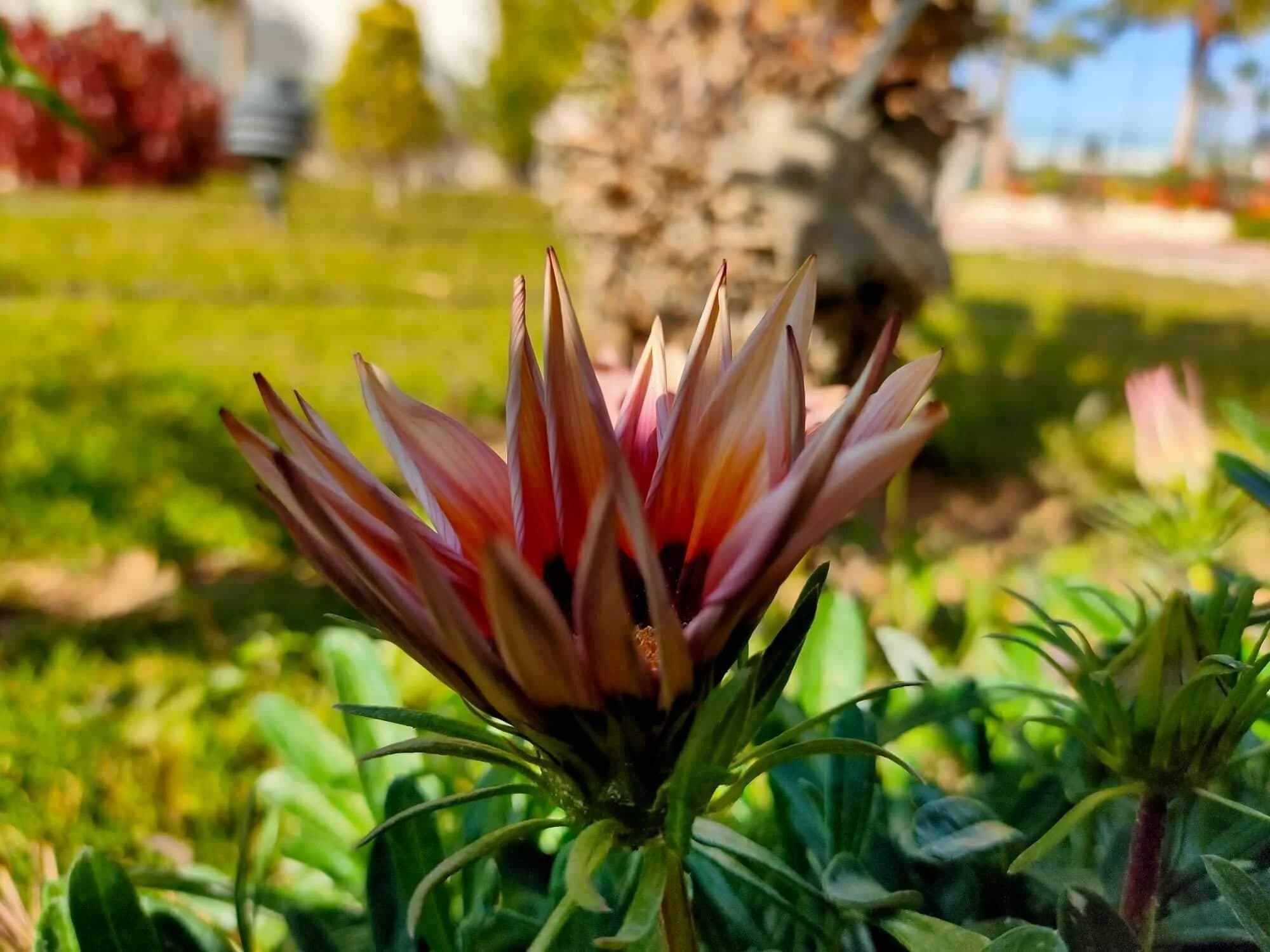 Colorful flowering plant photographed by Ibrahim ( Ibra ) Gamal in garden